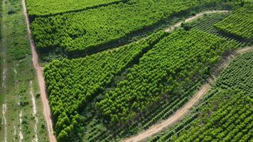 vista aérea de la plantación de eucaliptos en tailandia. vista superior de la hermosa zona verde del bosque de eucaliptos. fondo de paisaje natural. video