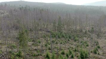 mort et mourant forêt causé par le écorce scarabée aérien vue video