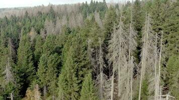 Dead and Dying Forest Caused by the Bark Beetle Aerial View video