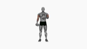 haltère traverser corps marteau boucle v2 aptitude exercice faire des exercices animation vidéo Masculin muscle surligner 4k 60 images par seconde video