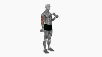 haltère marteau boucle aptitude exercice faire des exercices animation vidéo Masculin muscle surligner 4k 60 images par seconde video