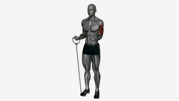 bíceps ondulação resistência banda ginástica exercício exercite-se animação vídeo masculino músculo realçar 4k 60. fps video