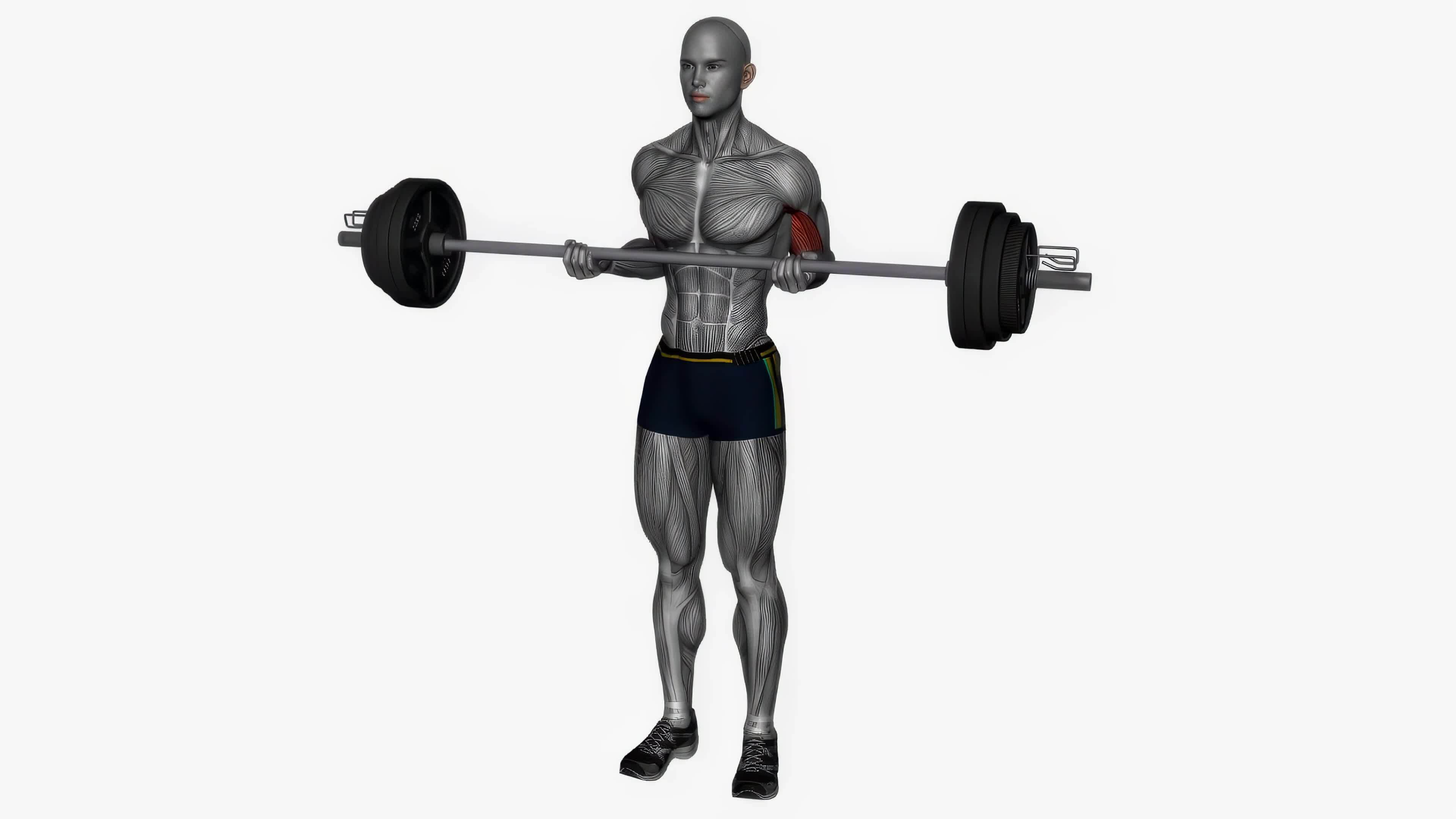 Barbell drag curl fitness exercise workout animation video male muscle