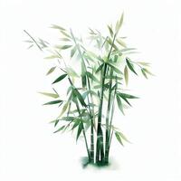 Watercolor style painting with high detail on a white background. Water color bamboo with green leaves. traditional Chinese painting. photo