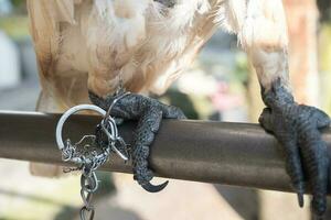 selectivamente atención en el cadenas ese enlazar el aves piernas. suave enfocar. foto concepto para el proteccion de raro y en peligro de extinción animales