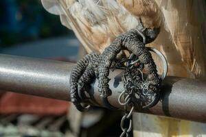 selectivamente atención en el cadenas ese enlazar el aves piernas. suave enfocar. foto concepto para el proteccion de raro y en peligro de extinción animales