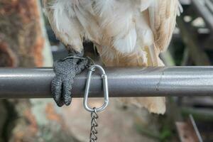 selectivamente atención en el cadenas ese enlazar el aves piernas. suave enfocar. foto concepto para el proteccion de raro y en peligro de extinción animales