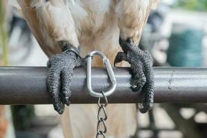 selectively focus on the chains that bind the bird's legs. soft focus. photo concept for the protection of rare and endangered animals