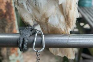 selectivamente atención en el cadenas ese enlazar el aves piernas. suave enfocar. foto concepto para el proteccion de raro y en peligro de extinción animales