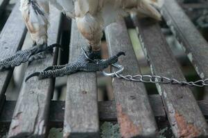 selectively focus on the chains that bind the bird's legs. soft focus. photo concept for the protection of rare and endangered animals