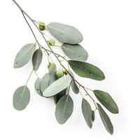 Eucalyptus branch isolated on white background. Flat lay, top view. floral concept, generate ai photo