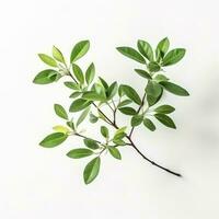 Green living plant branch on white background, generate ai photo