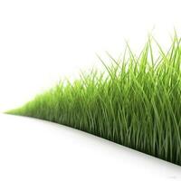 green grass field isolated on white background, generate ai photo