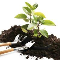 Close up on transplanting process of plants, isolated on white background, generate ai photo