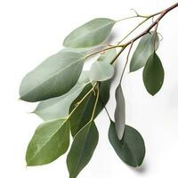 Eucalyptus branch isolated on white background. Flat lay, top view. floral concept, generate ai photo