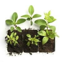 Close up on transplanting process of plants, isolated on white background, generate ai photo