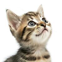 playful funny kitten looking up. isolated on white background, generate ai photo