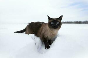 Cat in winter. Siamese cat walks on snowdrifts. photo