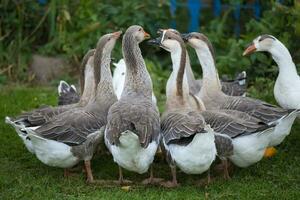 A group of domestic geese is drinking water in the yard. Country bird. photo