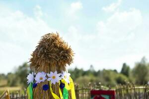 Stack of ears of corn on a background of blue sky. Concept of a rich harvest. photo