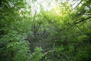 Dense forest thickets. Green tree branches. photo