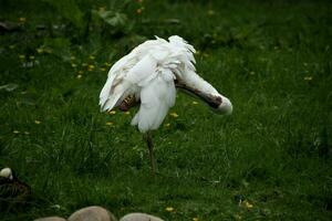 A view of a Spoonbill photo