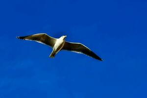 cielo con aves foto