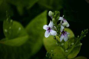 pretty flower on the leaf photo