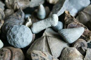 A Pile Of Fossil Layed Out On A Table With A Dark Background. photo