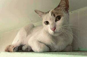 retrato gato, blanco tailandés gato es un linda gato y un divertido, de buen humor .ellos Mira linda y son bueno mascotas, fácil a aumento como mascotas. eso es un juguetón, cariñoso mascota y es un favorito de el cuidadores video