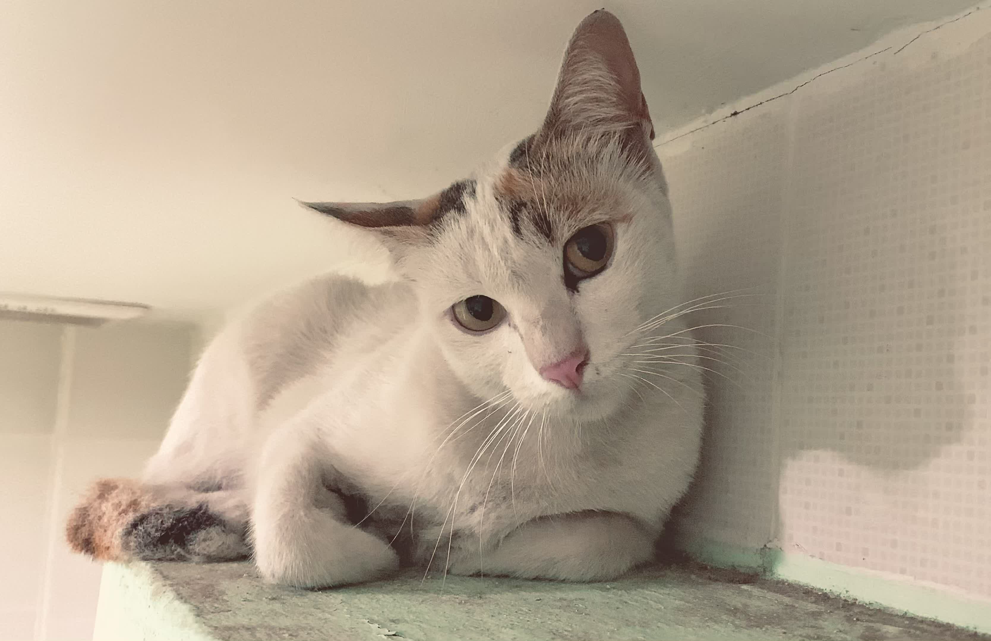 Portrait cat, White Thai cat is a cute cat and a funny, goodhumored