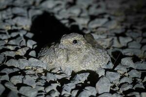 de Sykes Nightjar o caprimulgus mahrattensis observado en mayor corrió de kutch foto