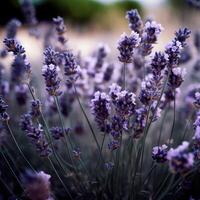 puesta de sol terminado un Violeta lavanda campo .valensole lavanda campos, provenza, Francia. creado con generativo ai. foto