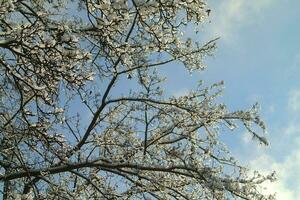 background with tree branches covered with fresh whitesnow photo