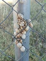 background with white snail shells in close-up photo