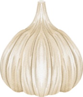 watercolor garlic clip art png