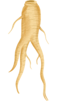 Aquarell Ginseng Clip Kunst png