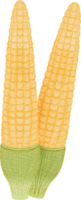 Baby corn clip art png