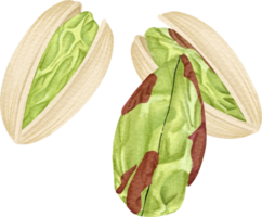 watercolor Pistachio clip art png