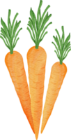 watercolor carrot clip art png