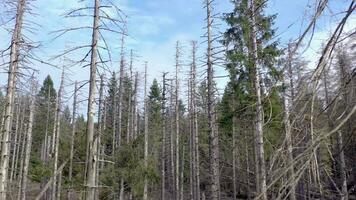 Dead and Dying Forest Caused by the Bark Beetle Aerial View video