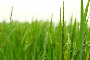 The greenery rice field, agriculture grain farming photo