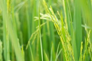 The greenery rice field, agriculture grain farming photo