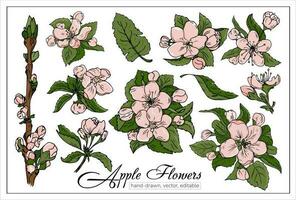 Beautiful blossoming cherry or apple flowers. Set of realistic hand drawn vector flowering apple or cherry branches for decoration, design, magazines, books.