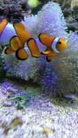 Nemo or Clown Fish swimming together underwater video