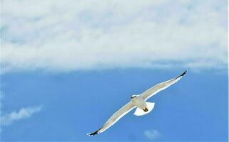 Seagull fly in the blue sky spreading wings photo