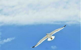 Gaviota mosca en el azul cielo extensión alas foto