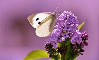 Purple lilac flower and white butterfly photo