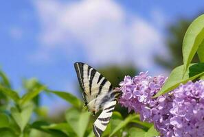 Purple lilac flower and white butterfly photo