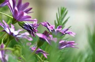 Purple flower on the meadow and green background photo